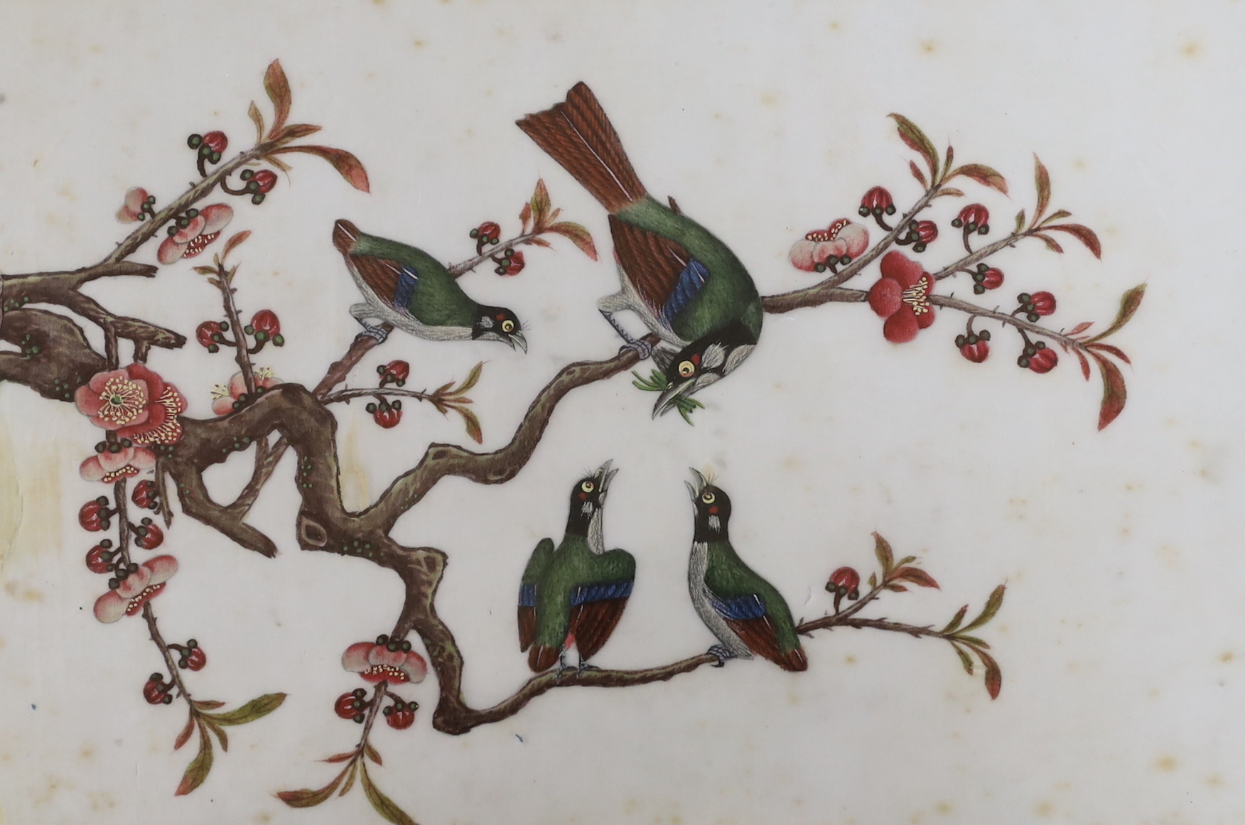 19th century Chinese school, pair of pith paper paintings, Birds of Paradise, largest 17 x 24cm